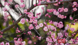 红梅花,冬日里的坚韧与美丽